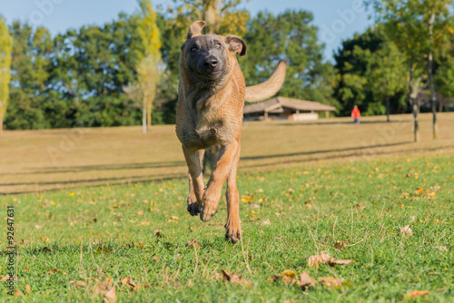 Fototapeta Naklejka Na Ścianę i Meble -  Belgian Malinois dog running and jumping in a field