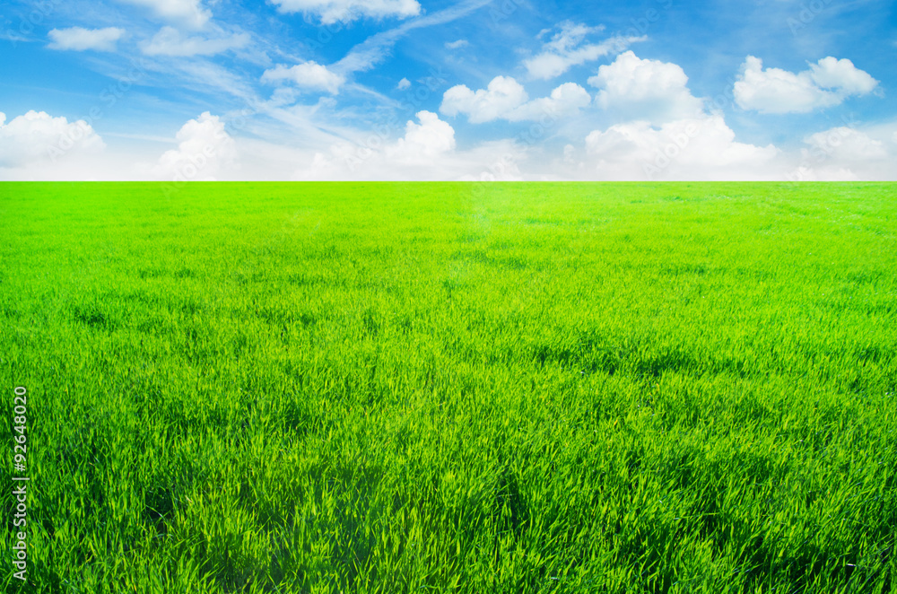 Background image of lush grass field under blue sky Background image of lush grass field under blue sky