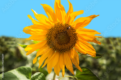 blooming of sunflower © Olexandr