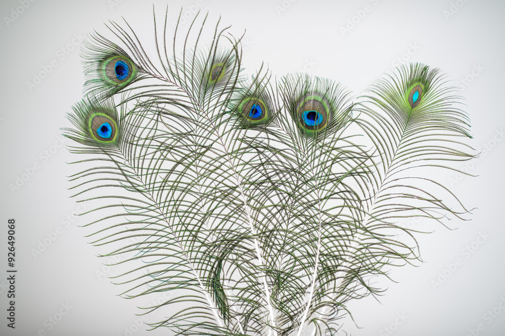 Obraz premium Peacock feathers, isolated on white background