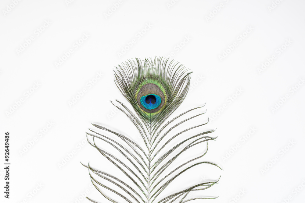 Fototapeta premium Peacock feathers, isolated on white background
