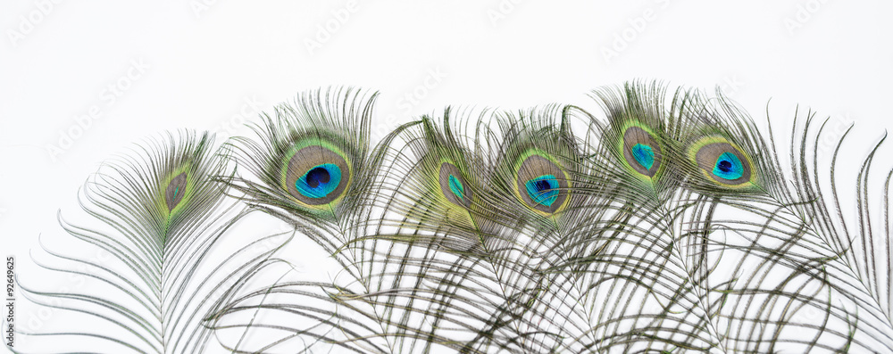 Obraz premium Peacock feathers, isolated on white background