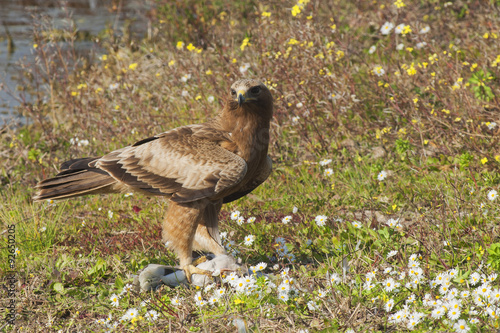 Águila calzada que ha cazado una paloma en el suelo