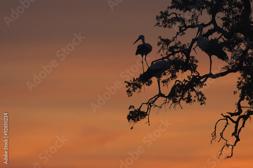 Cigüeñas en posadero para pasar la noche en Parque Nacional de Doñana