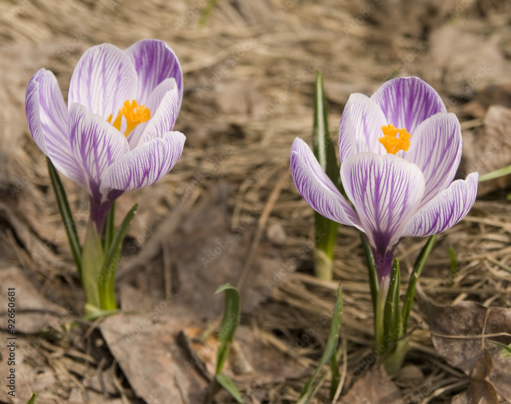 Obraz premium White crocuses