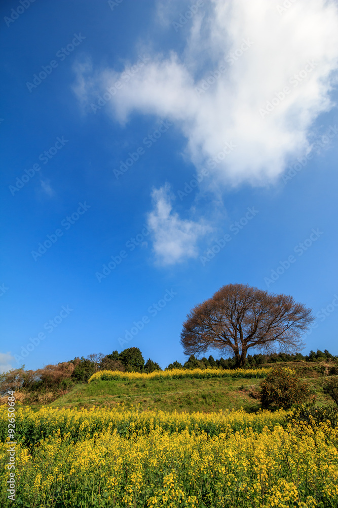 Obraz premium 馬場の一本桜@佐賀県武雄市