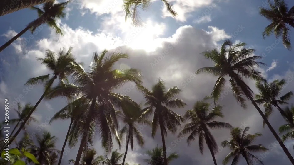 Palms against Blue Sky at Exotic Tropical Island Palms against Blue Sky at Exotic Tropical Island
