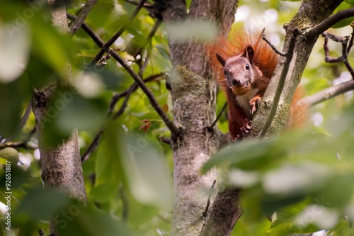 Rotes Europäisches Eichhörnchen