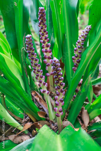 Aspidistra sutepensis