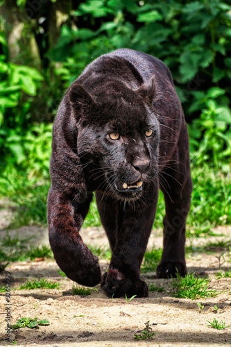 Black Jaguar - Beautiful and elegant cat walking towards the camera