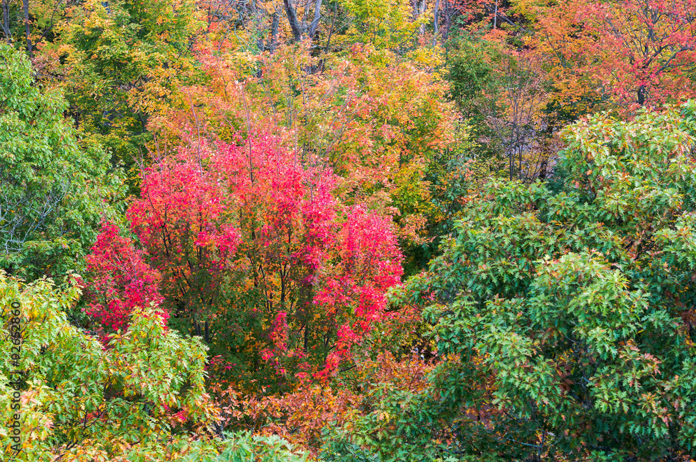 Close up view of red, green and yellow-colored fall trees