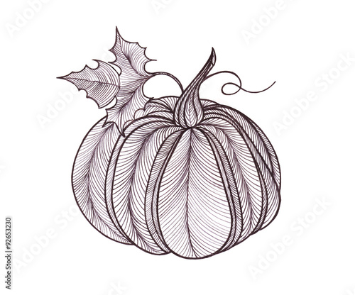 Pumpkin vegetable. drawn black pen. Artwork