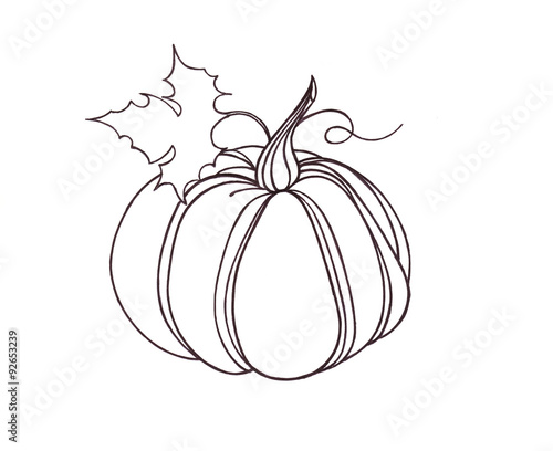 Pumpkin vegetable. drawn black pen. Artwork