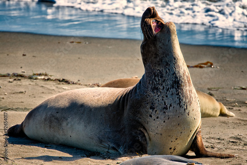 Male Northern Elephant Seal