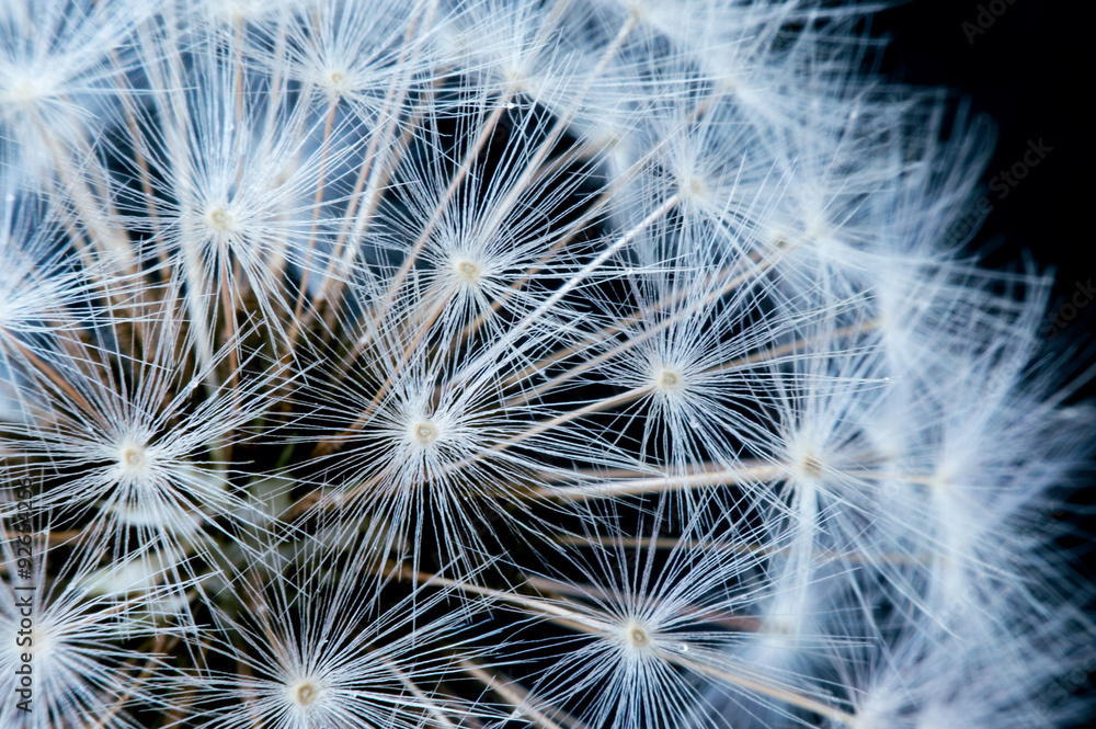 Fototapeta premium Close up of a dandelion flowers.