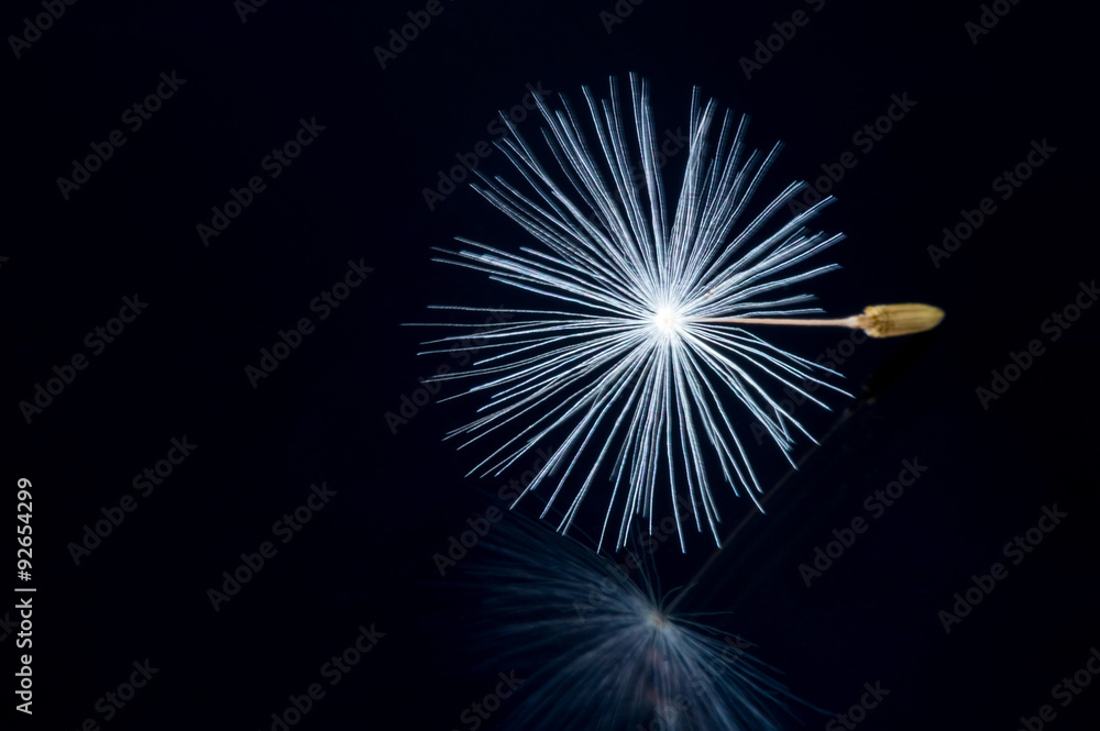 Close up of a dandelion flowers. Close up of a dandelion flowers.