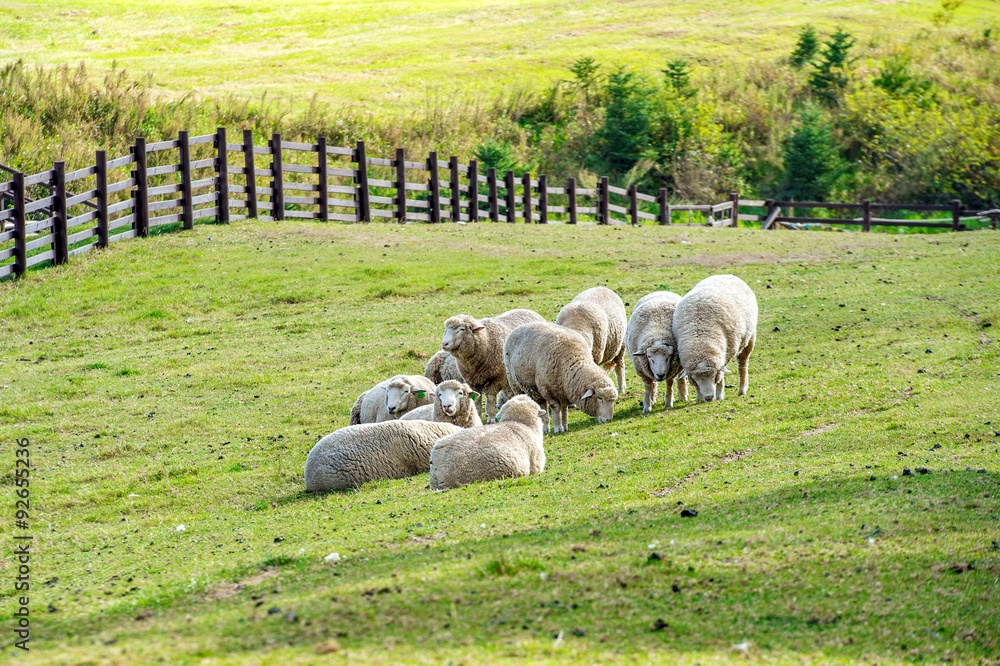 Obraz premium Sheeps