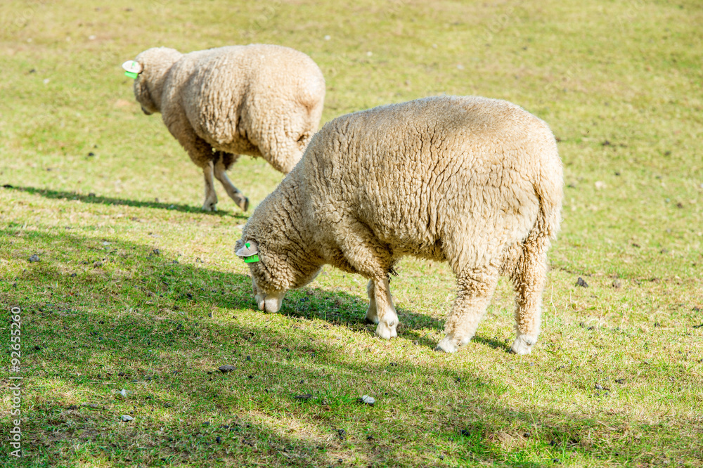 Sheeps Sheeps