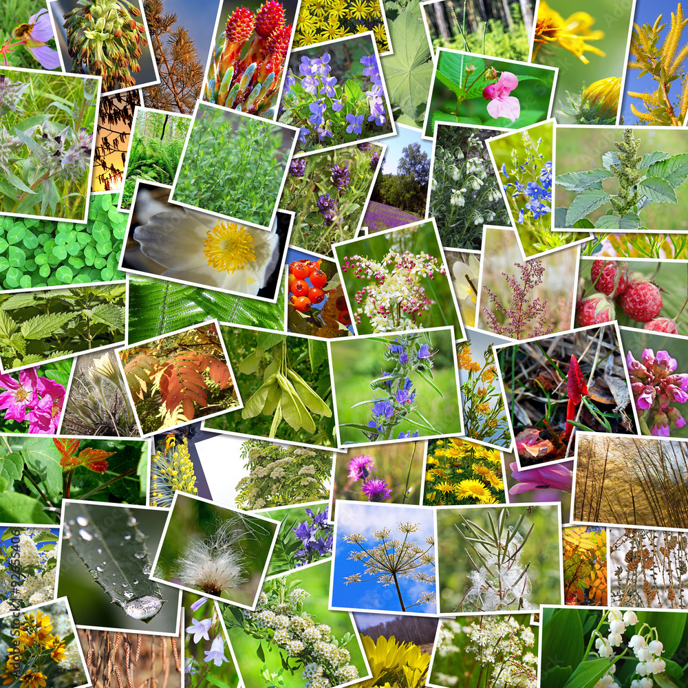 Лекарственные растения коллаж. Коллаж из лекарственных растений. Растения фотоколлаж. Лекарственные растения коллаж. Лекарственные растения сибири коллаж.