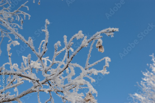 Branch covered with frost against a blue sky. © evbuh15