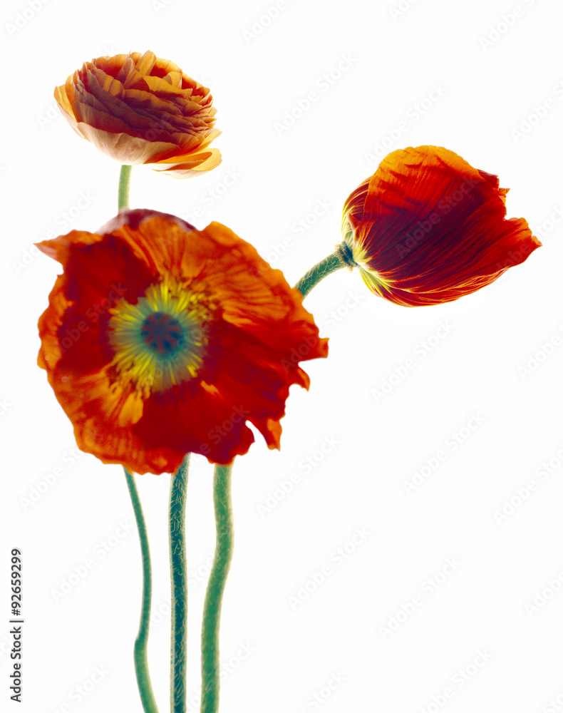 Obraz premium Mohnblumen