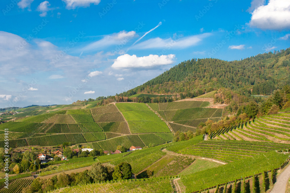 Blackforest Foothills with vineyards