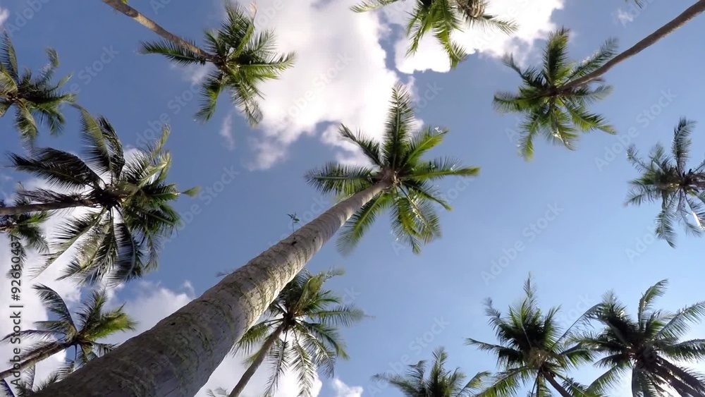 Tropical Beach with Coconut Palm Trees against Blue Sky Tropical Beach with Coconut Palm Trees against Blue Sky