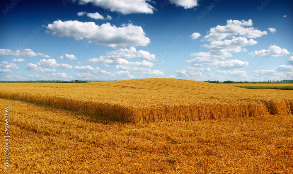 Wheat field against a blue sky Wheat field against a blue sky