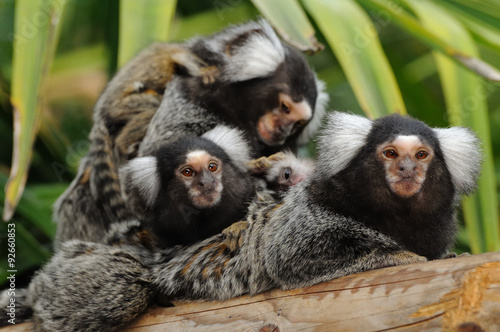 Marmoset family - A small group of marmosets with babies