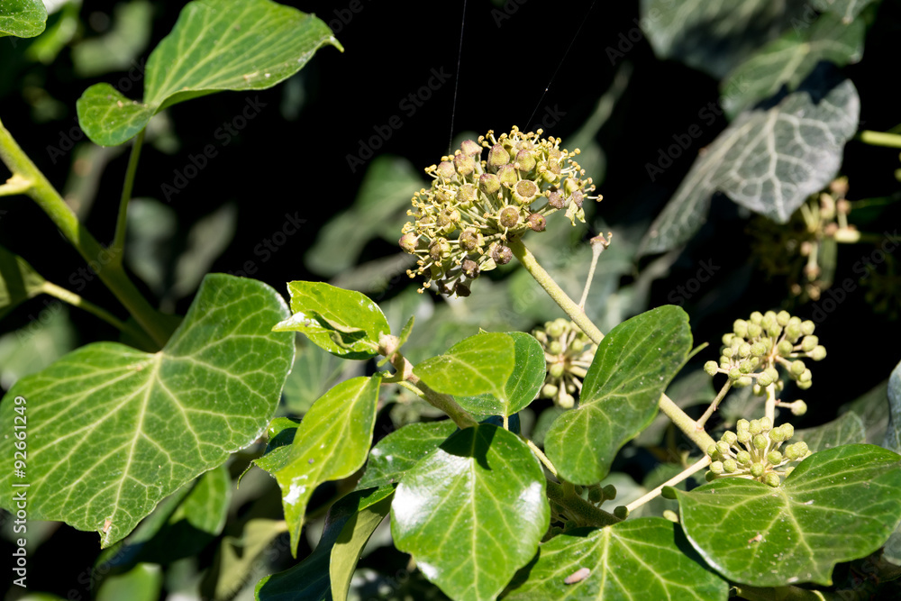 Common ivy (Hedera helix) in blossom, evergreen foliage and bloo Common ivy (Hedera helix) in blossom, evergreen foliage and bloo