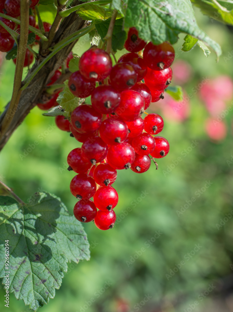 red currant on a branch
