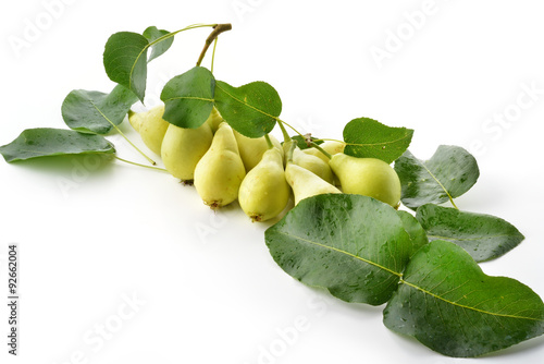 Wallpaper Mural pere bio fondo bianco Torontodigital.ca