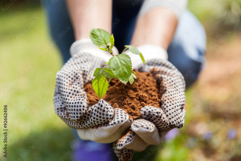hands in gloves with soil and a plant - obrazy, fototapety, plakaty 