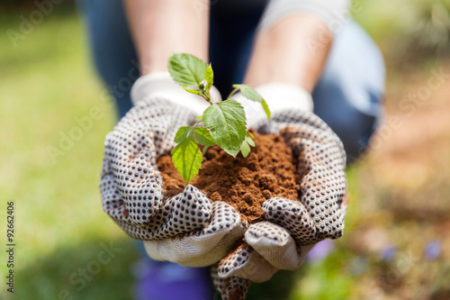 hands in gloves with soil and a plant photo
