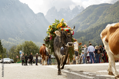 Falcade, Belluno, Italy - September 26, 2015: Se Desmonteghea a great party in Falcade for the livestock returning from the highland pastures
 photo