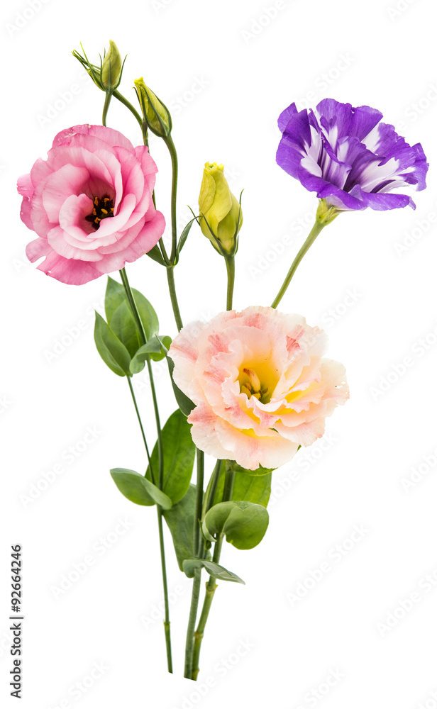 eustoma flower eustoma flower