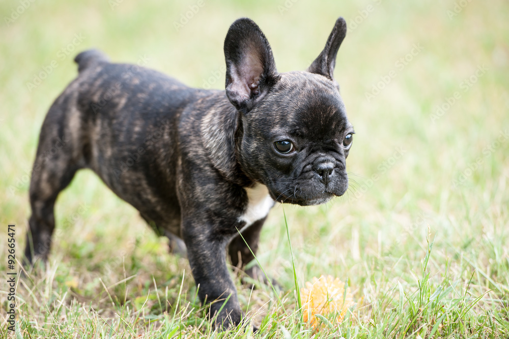 French bulldog puppy playing with ball  on the grass