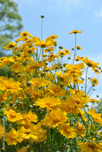 黄色い花 © ogurisu