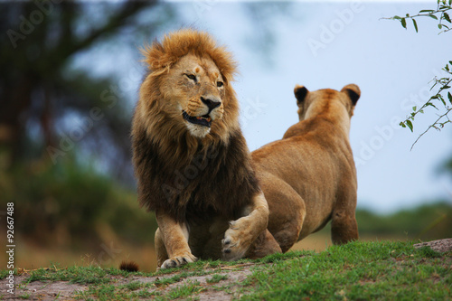 Fototapeta Naklejka Na Ścianę i Meble -  lions