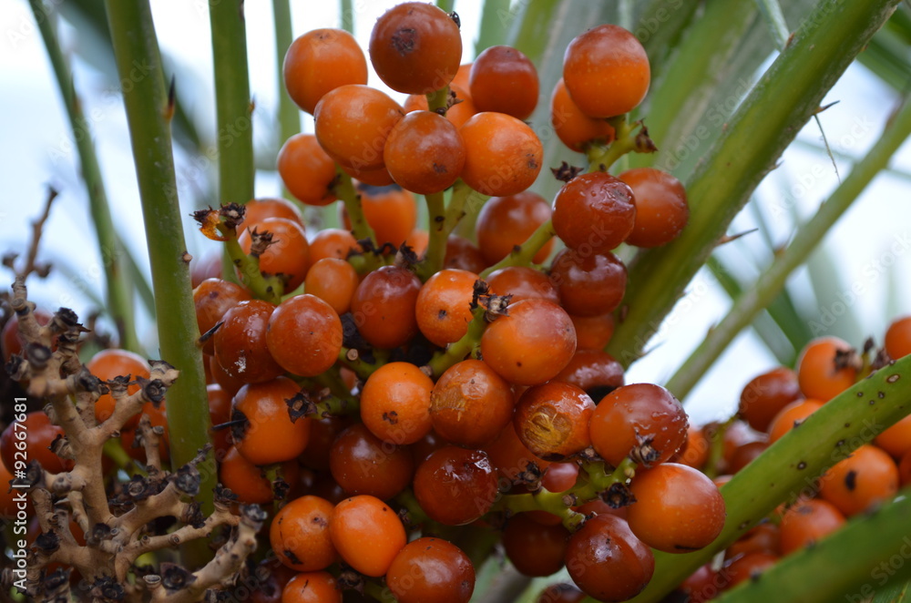 frutto  palma nana sicilia- flora riserva dello zingaro
