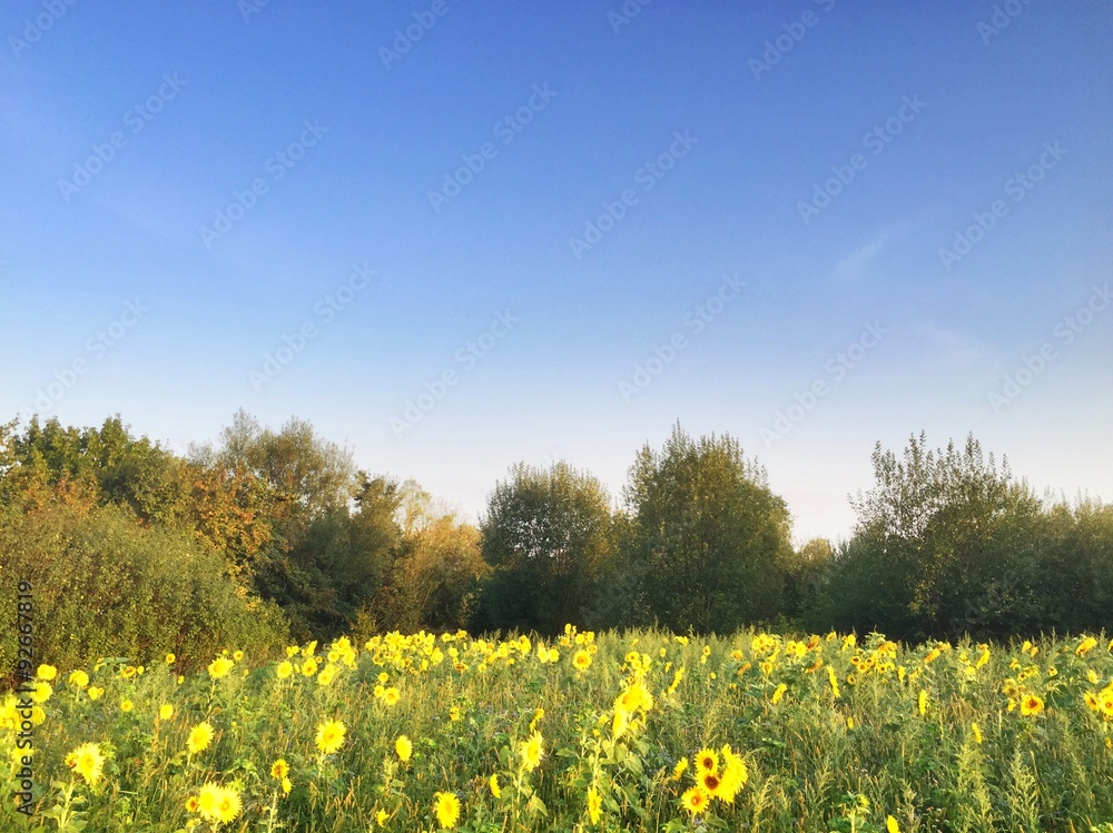 Sonnenblumenfeld am Morgen