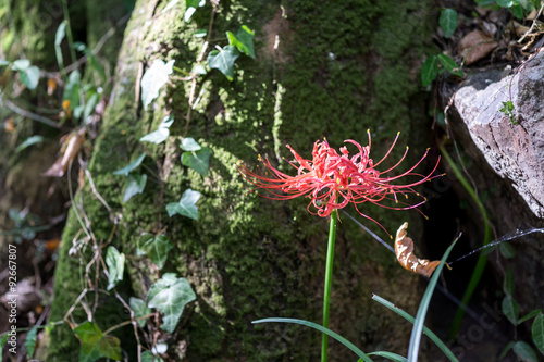 gochang seonunsa red lily field photo