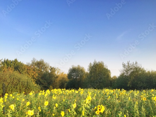 Sonnenblumenfeld am Morgen © kasparart