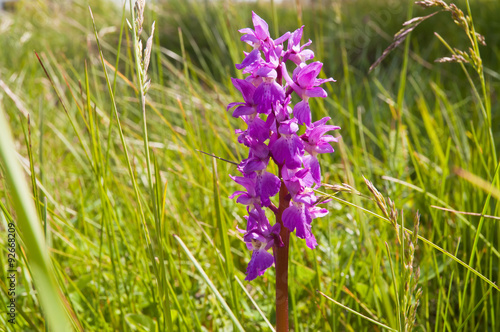 Green-winged Orchid or Green-veined Orchid 