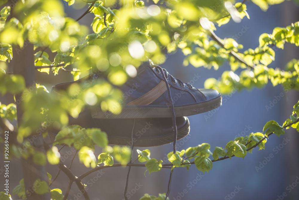 shoes on a tree