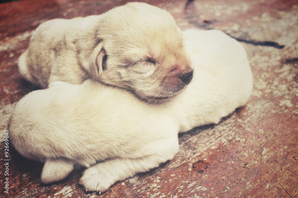 Labrador puppy sleeping Labrador puppy sleeping