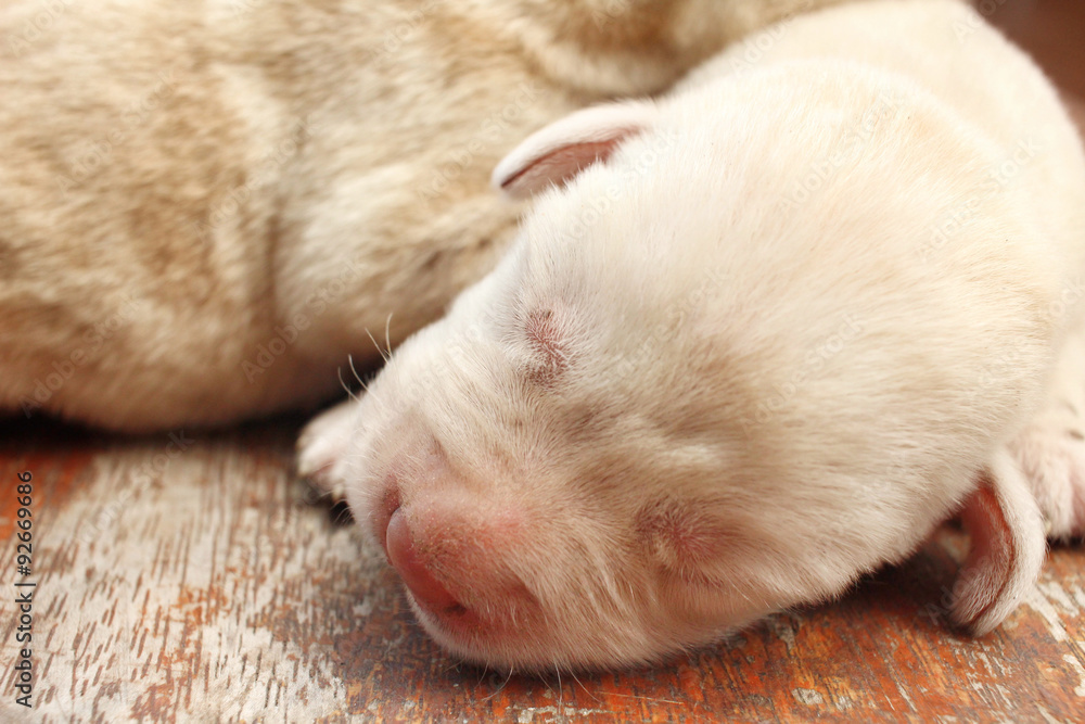 Labrador puppy sleeping Labrador puppy sleeping