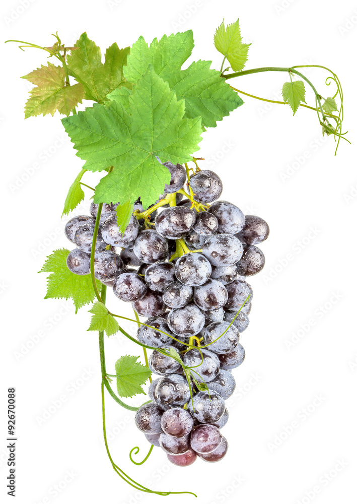 Fototapeta premium grappe de raisin muscat, feuilles de vigne, fond blanc