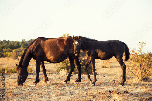 Brown Horse and Her Foal
