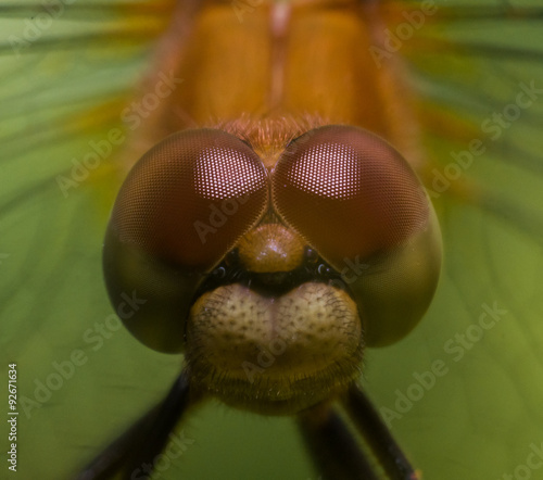 Portrait of Dragonfly With Wings Extending to Sides